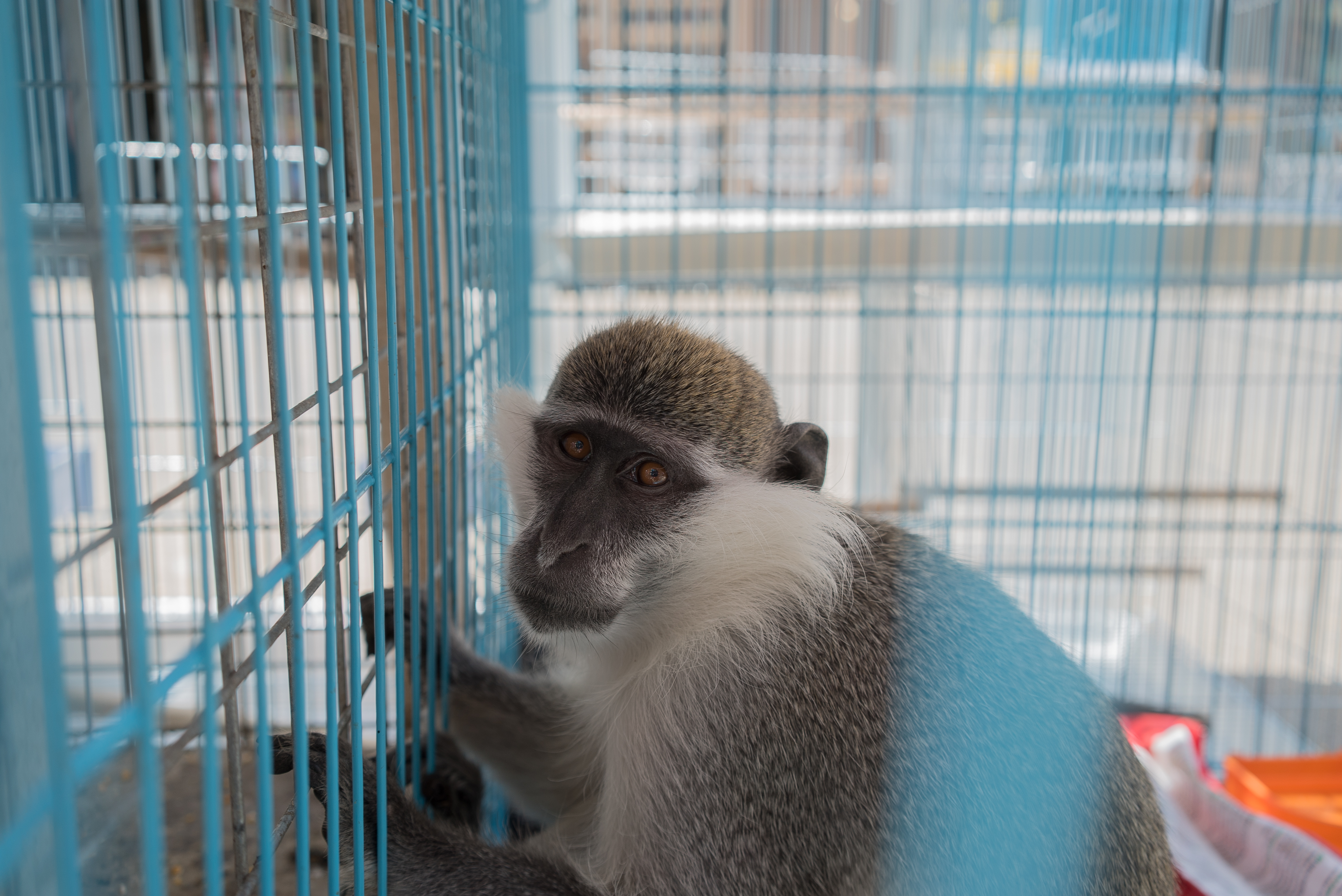 Erbil market for birds and animals, Erbil, Kurdistan Region, June 4, 2016. (Photo: Kurdistan24/Alexandre Afonso)